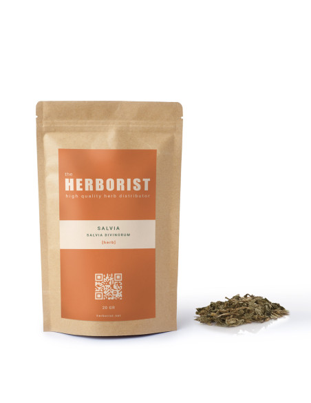 Salvia divinorum leaves